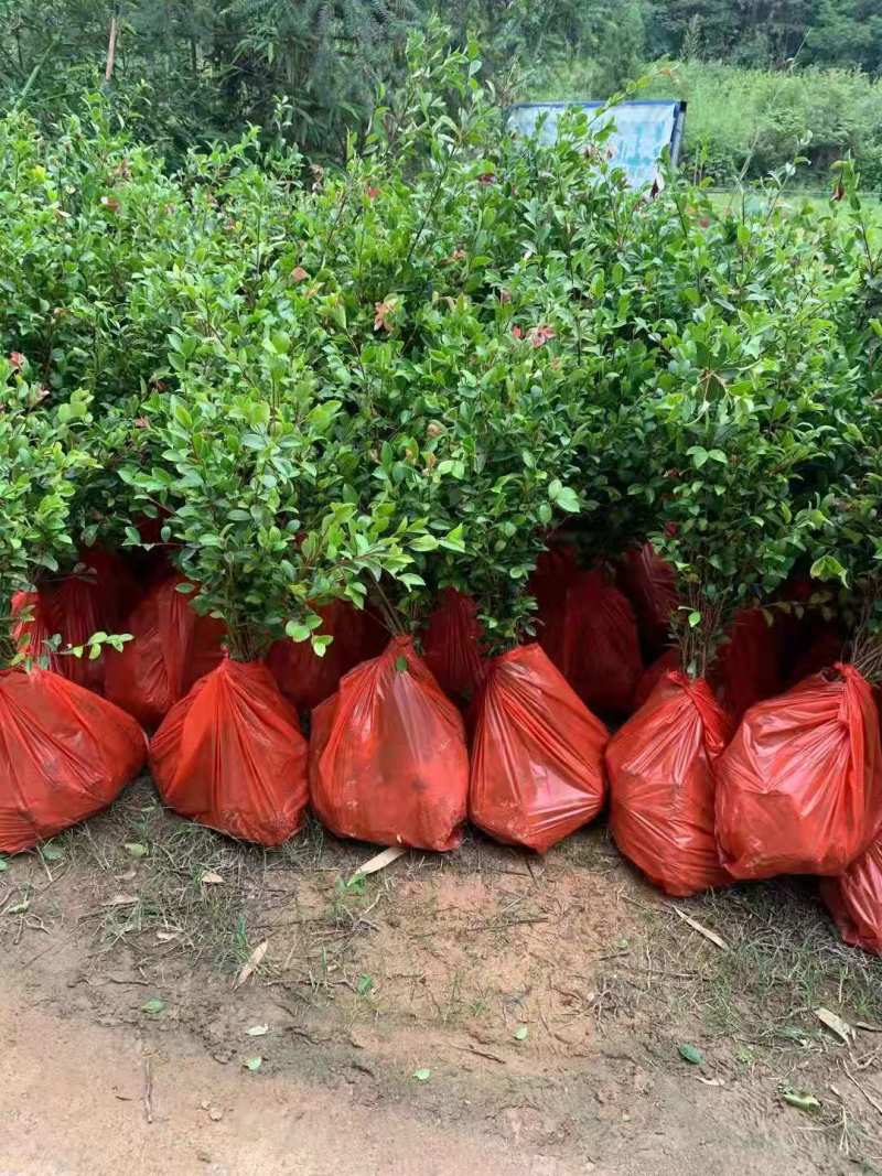 油茶小苗白花油茶6公分红花油茶10公分油茶种子