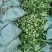 油茶小苗白花油茶6公分红花油茶10公分油茶种子