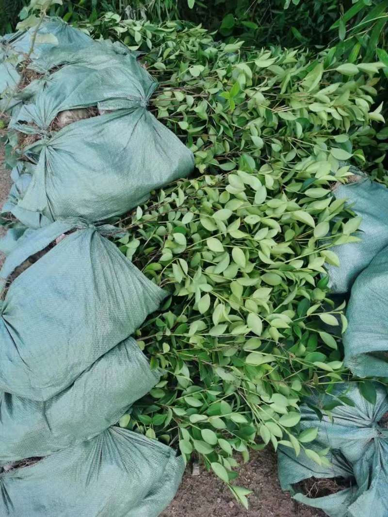 油茶小苗白花油茶6公分红花油茶10公分油茶种子