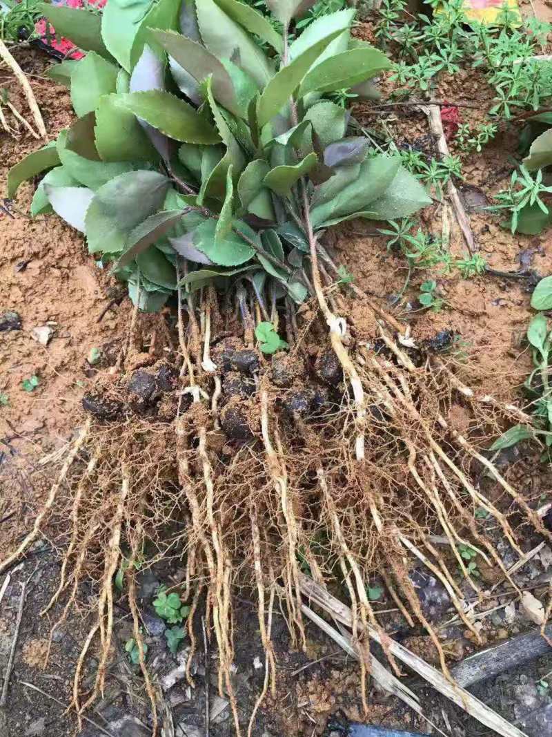 油茶小苗白花油茶6公分红花油茶10公分油茶种子