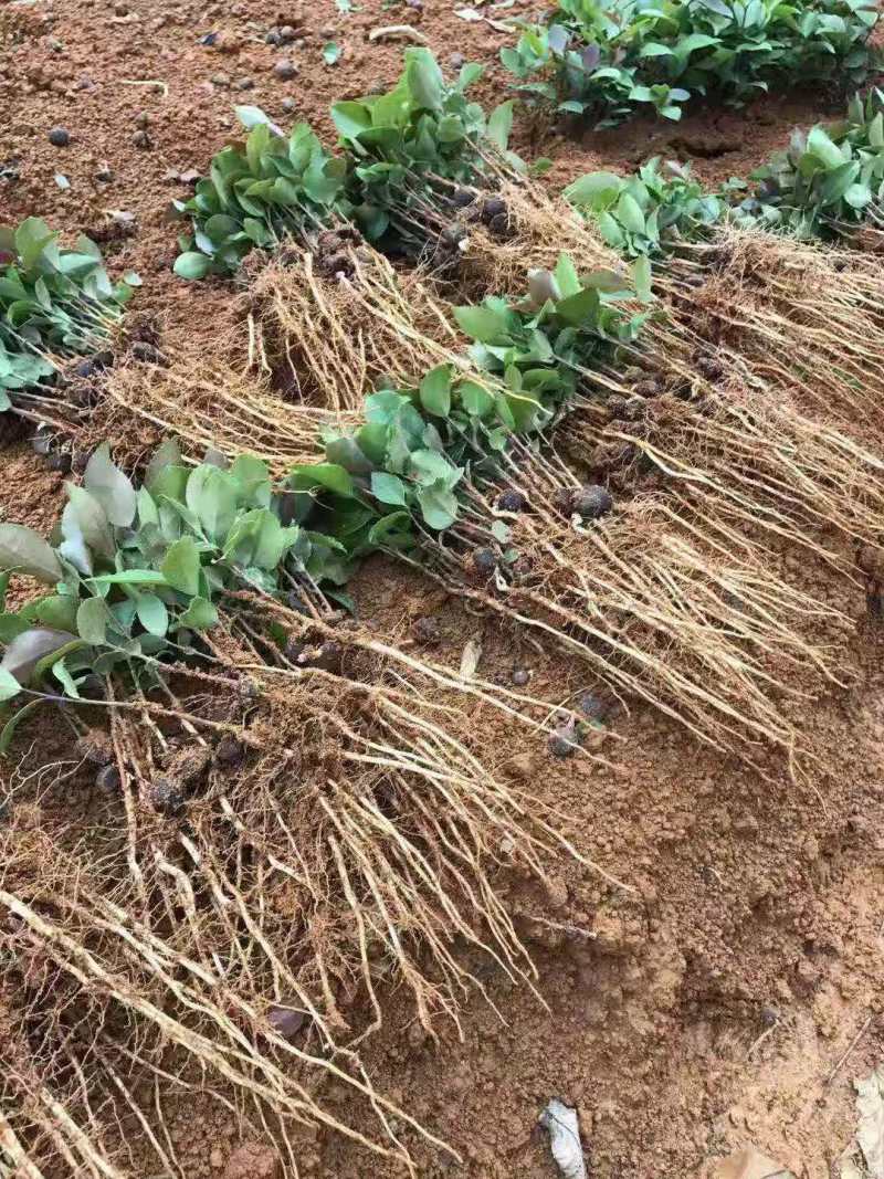 油茶小苗白花油茶6公分红花油茶10公分油茶种子