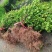 油茶小苗白花油茶6公分红花油茶10公分油茶种子