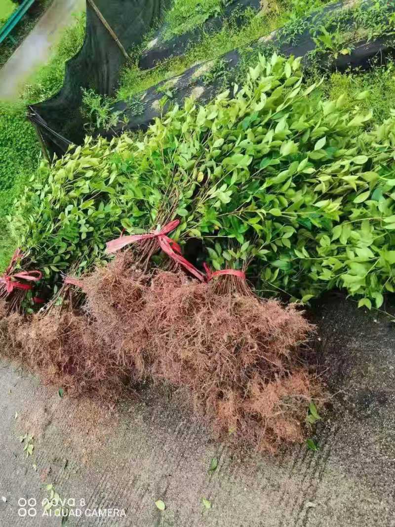 油茶小苗白花油茶6公分红花油茶10公分油茶种子