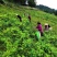 正宗恩施硒藤茶龙须芽尖原产地直供一件代发