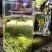 恩施硒绿茶2021新茶毛峰直条绿茶春茶高山云雾茶浓香