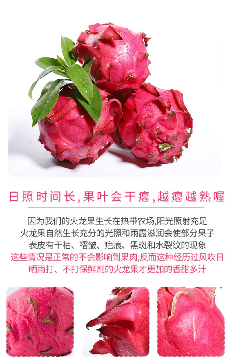 福建金都1号红心火龙果批发质好价优商超电商**