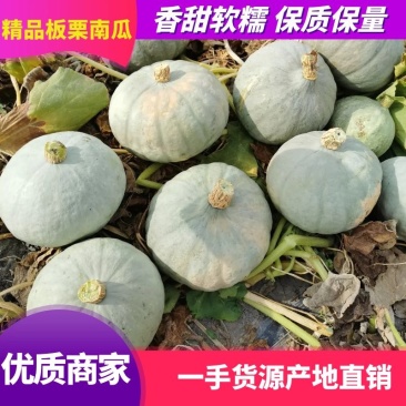 新疆板栗南瓜高圆银栗大量供应电商品质欢迎来电洽谈