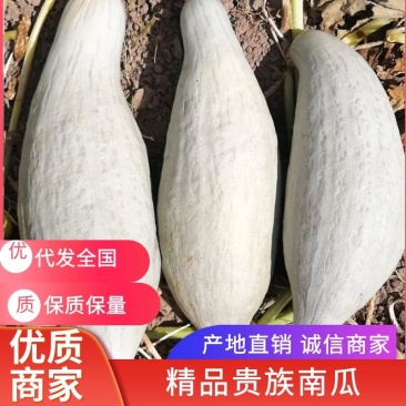 新疆贵族南瓜产地直发2斤打底全国发货欢迎来电洽谈