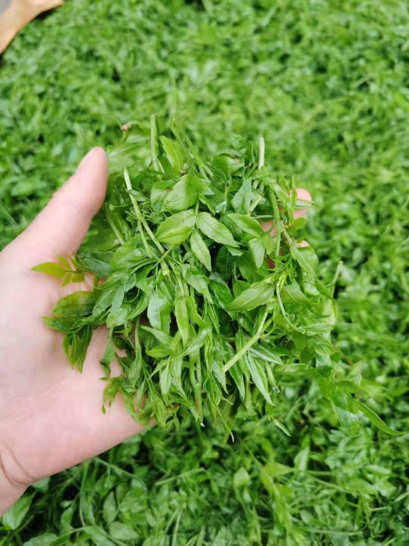 高端礼品茶恩施硒茶礼品装绿茶红茶厂家原产地直供