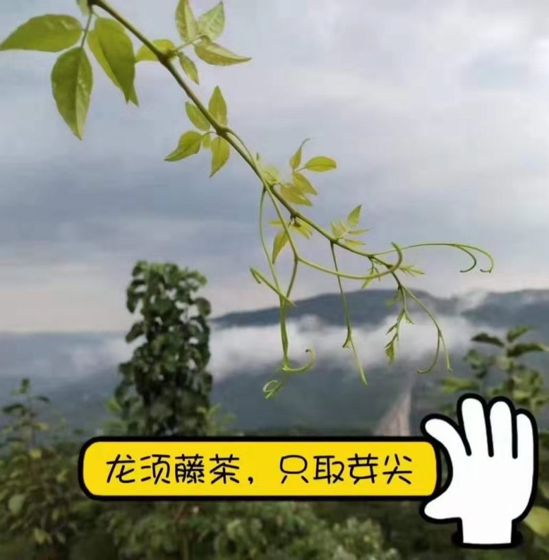 高端礼品茶恩施硒茶礼品装绿茶红茶厂家原产地直供