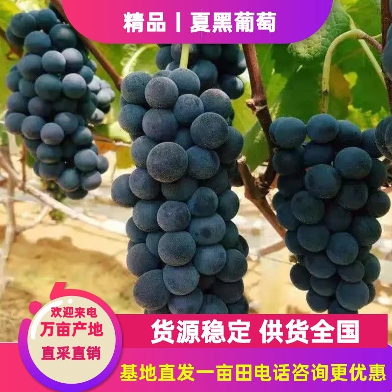 陕西葡萄基地，大量下剪，对接加工厂，品质保障，货源稳定