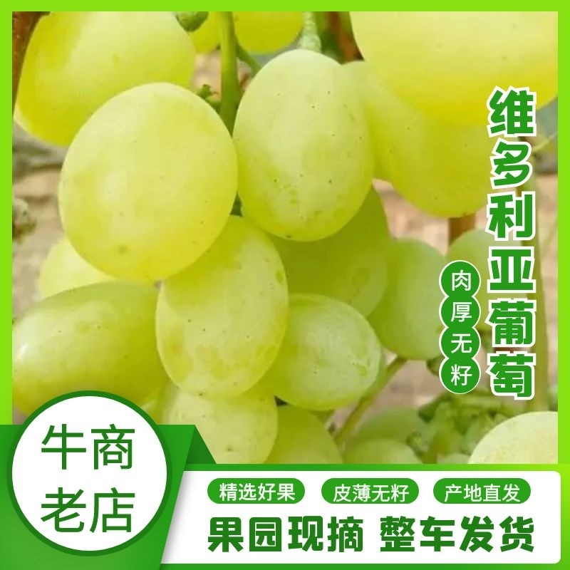 维多利亚葡萄万亩基地品质保障大量上市