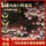 巨峰葡萄大量上市口感杠杠滴万亩基地直发量大从优