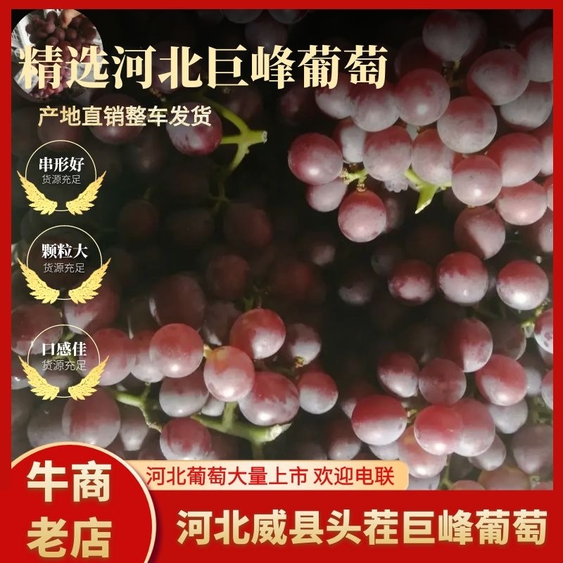巨峰葡萄大量上市口感杠杠滴万亩基地直发量大从优