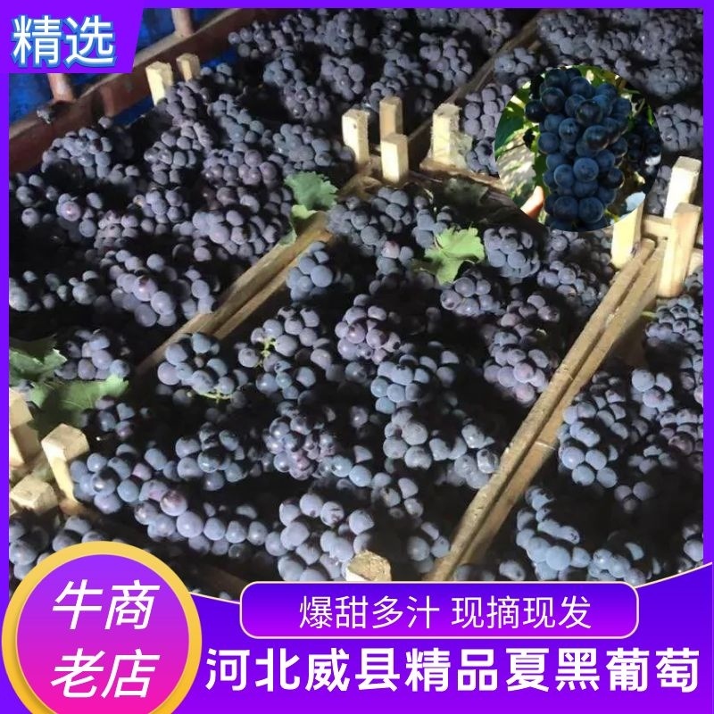 陆地夏黑葡萄头茬葡萄万亩基地直发量大从优保质保量