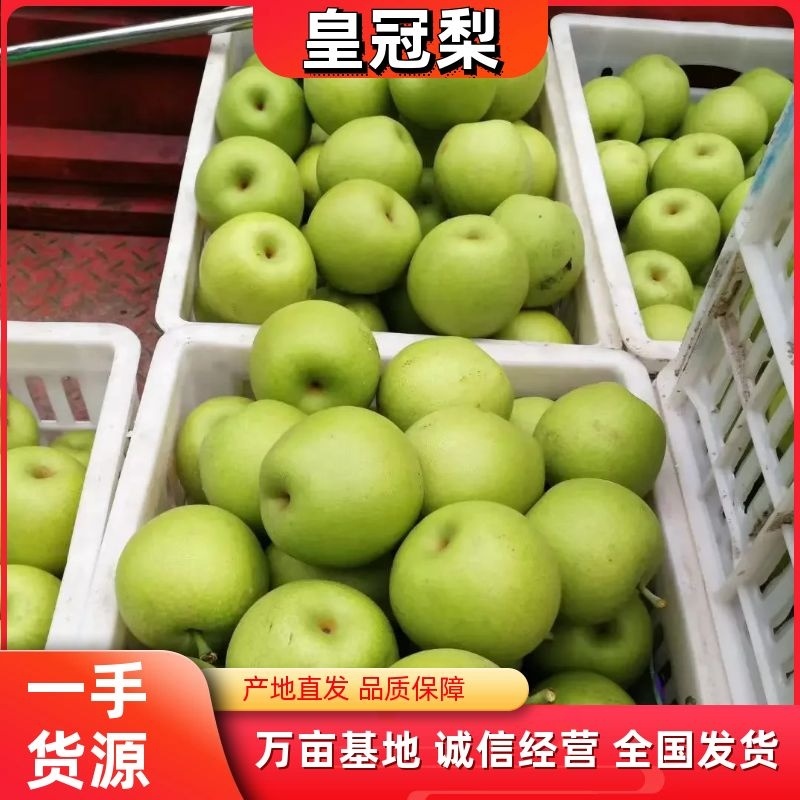 安徽砀山精品皇冠梨基地直发一手货源质量好欢迎考察