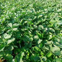 优质白草莓苗大量上市易成活结果率高发货快保质保量