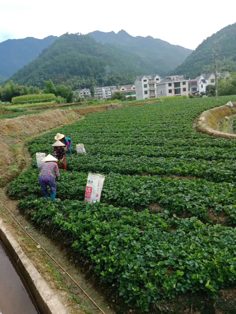 优质白草莓苗大量上市易成活结果率高发货快保质保量