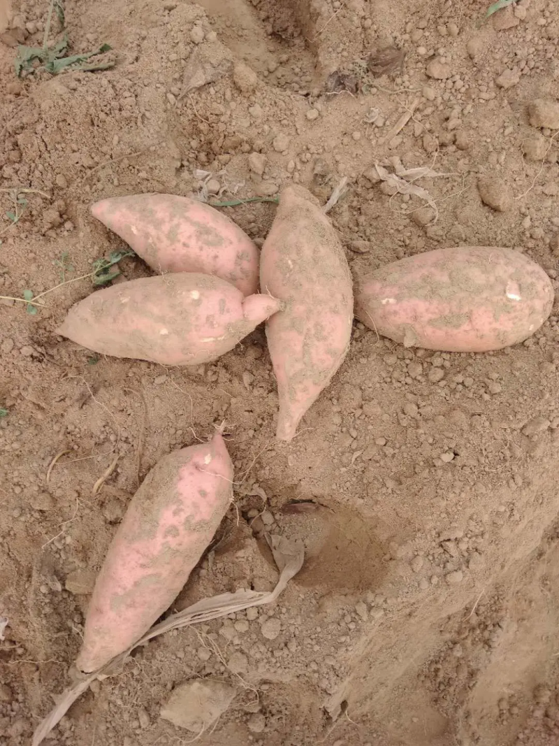 开封龙薯九号，基地直销，质量好价格优，货源稳定供货全国