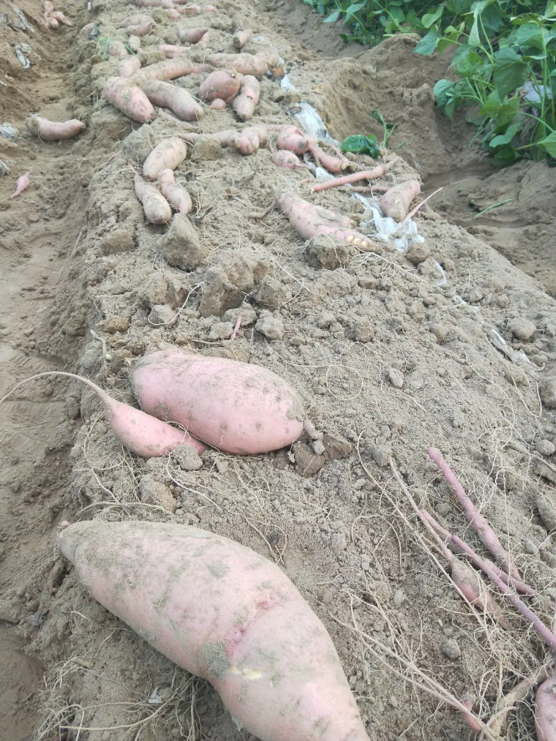 开封龙薯九号，基地直销，质量好价格优，货源稳定供货全国