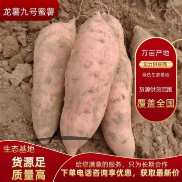 开封龙薯九号，基地直销，质量好价格优，货源稳定供货全国