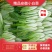 精品安徽小白菜奶白菜/基地直供/对接市场批发/全国发货