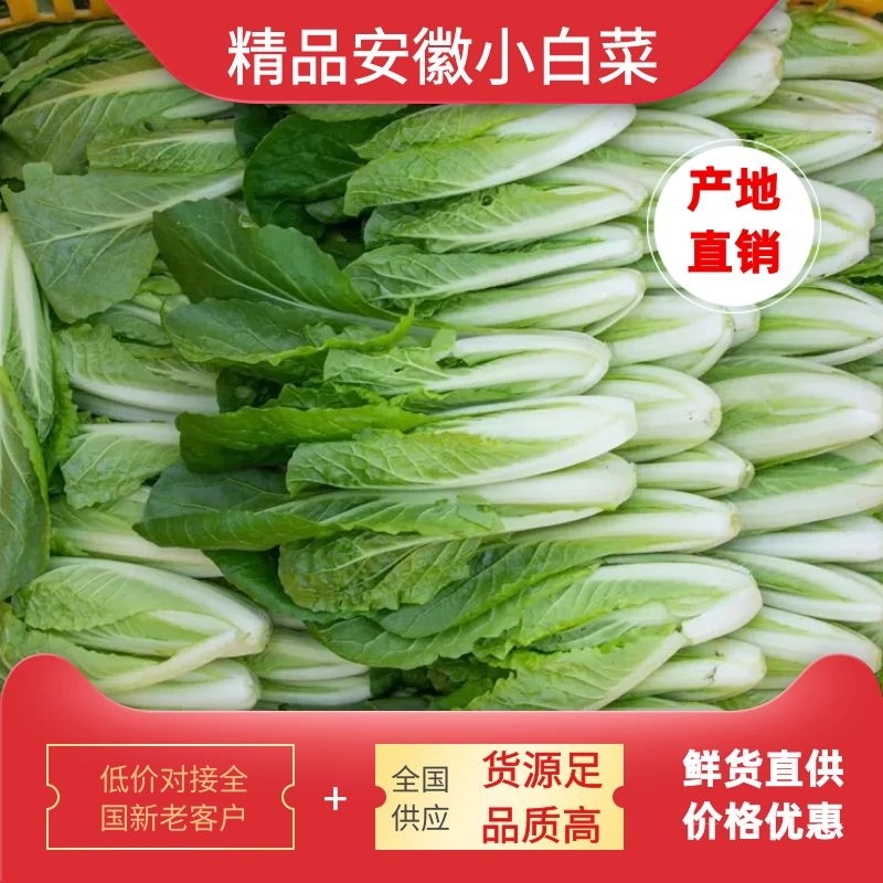 精品安徽小白菜奶白菜/基地直供/对接市场批发/全国发货