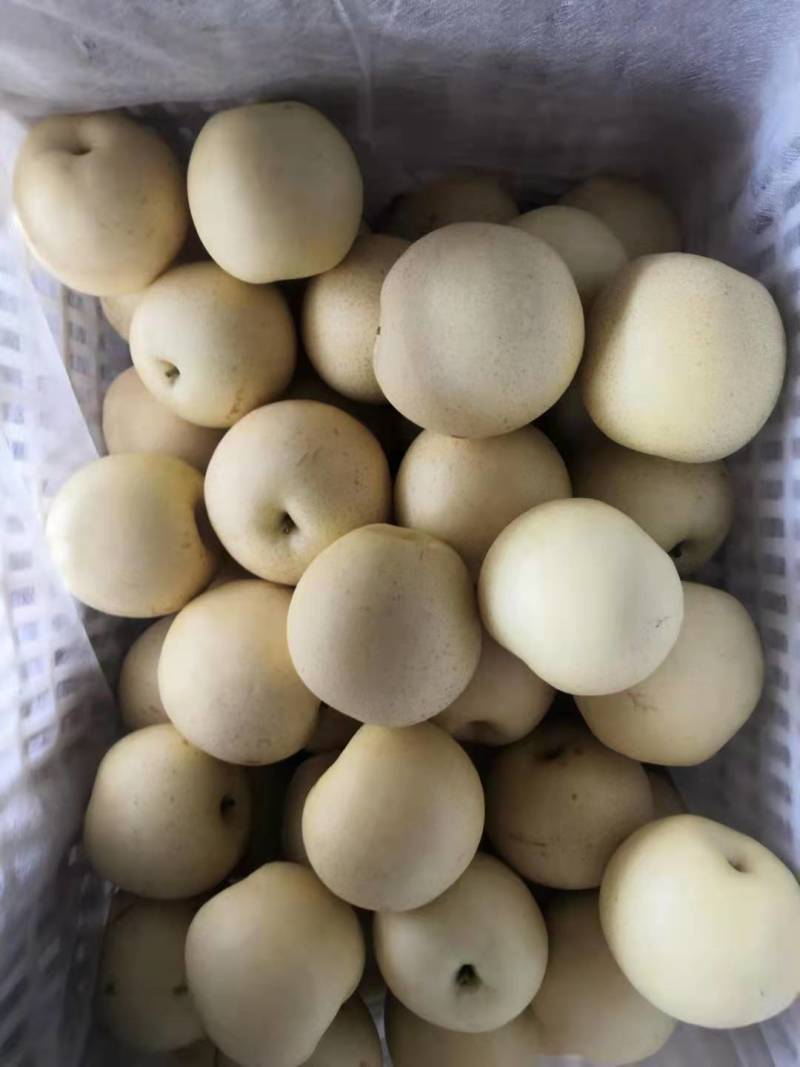 黄皮皇冠梨/河北赵县产地/大量上货/量大从优/欢迎来电