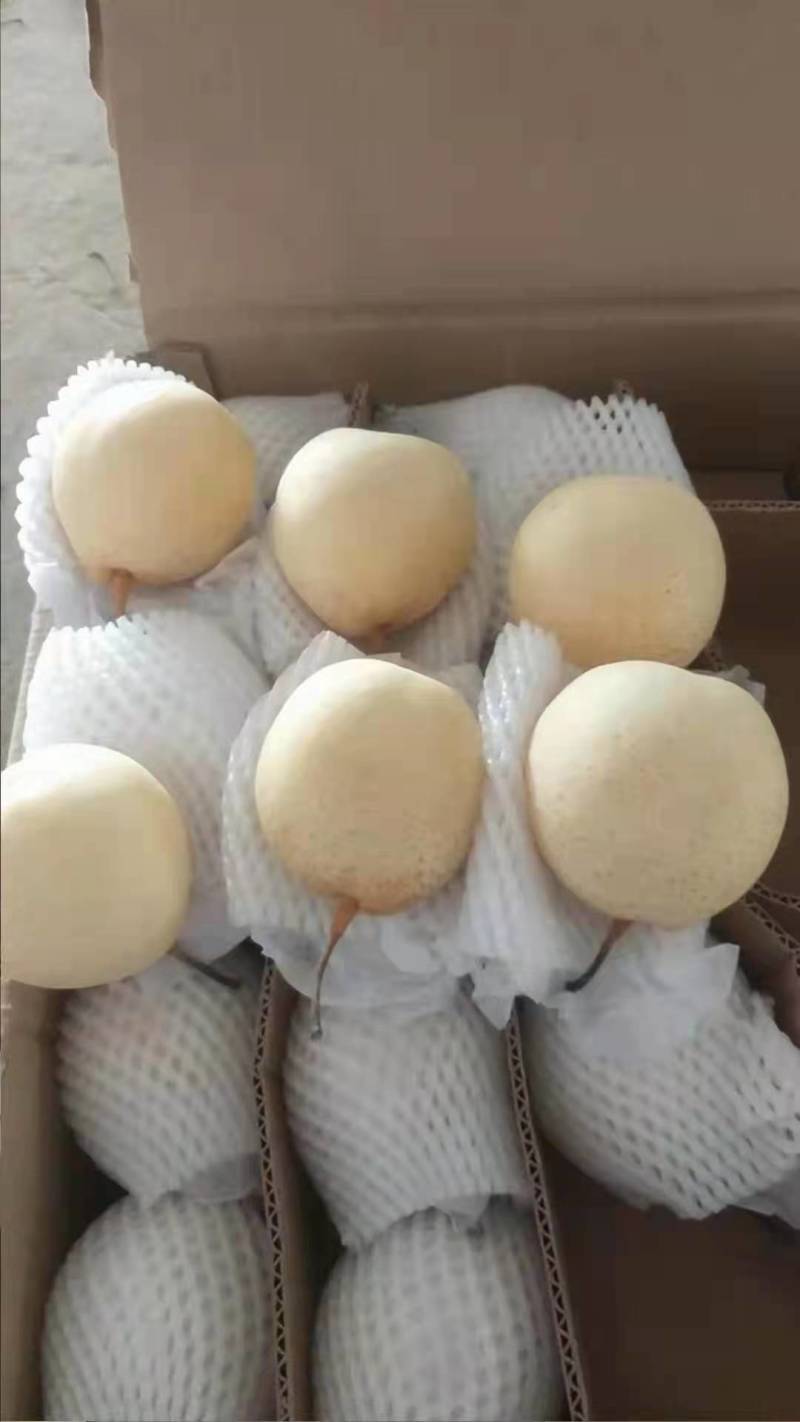 黄皮皇冠梨/河北赵县产地/大量上货/量大从优/欢迎来电