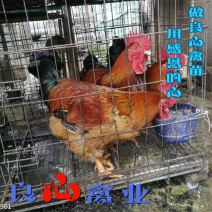 出售优质K9鸡苗肉鸡苗快速型大红公鸡苗运输中包损耗包新手