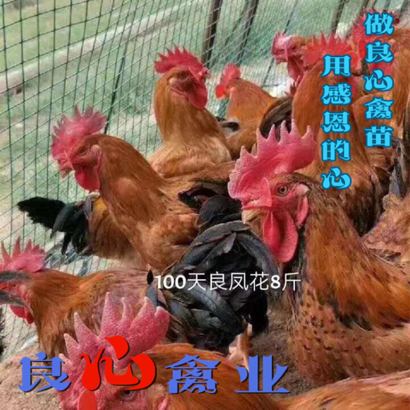 青脚麻肉鸡苗快大红公鸡苗出生长速度快另有山地放养土鸡苗