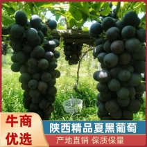 【夏黑葡萄】A-17葡萄/可视频看货/代发全国市场…