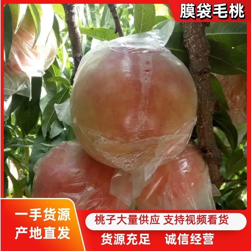 【陕西】大荔膜袋毛桃大量供应量大优惠欢迎咨询考察