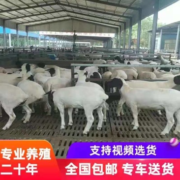 寒羊串澳湖串杜寒串长势快抗寒性强繁殖率高每窝3-5只