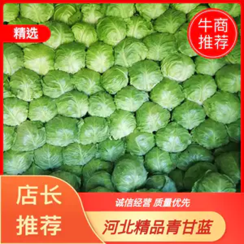 【精品推荐】张家口蔚县七成宣绿甘蓝基地发往全国