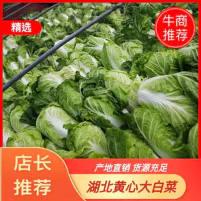 张家口蔚县精品矮颗荷花菜3456斤一手货源保质保量