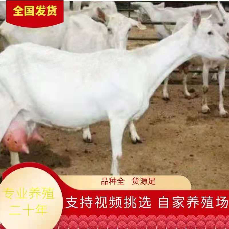 [热]萨能奶山羊日产奶10-15斤怀孕奶羊两只起全国包邮
