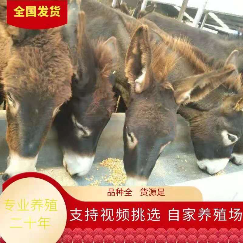 [热荐]肉驴苗驴驹场家直销包技术包运输包成活