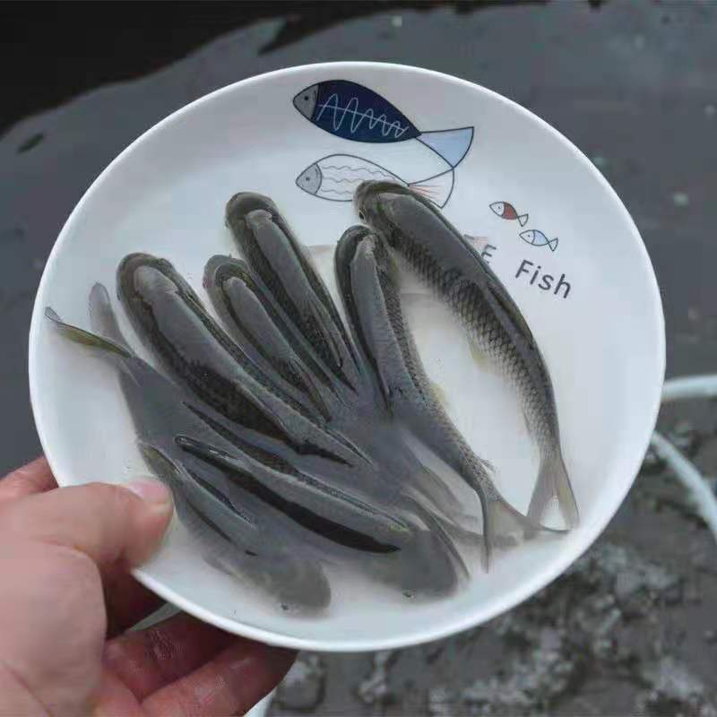 【送消毒水】精品草鱼苗大量出售提供指导品种多电话联系