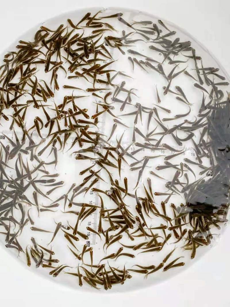 【送消毒水】精品草鱼苗大量出售提供指导品种多电话联系