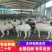 杜寒杂交羊适应能力广多胎两只起全国包邮量大专车送货