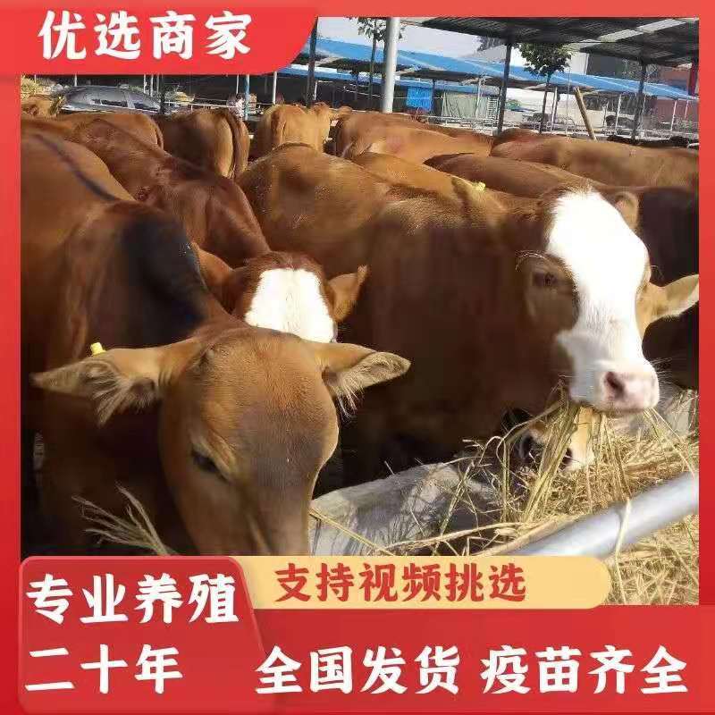 [热]改良黄牛犊黄牛苗二十年老场包成活包技术包运输