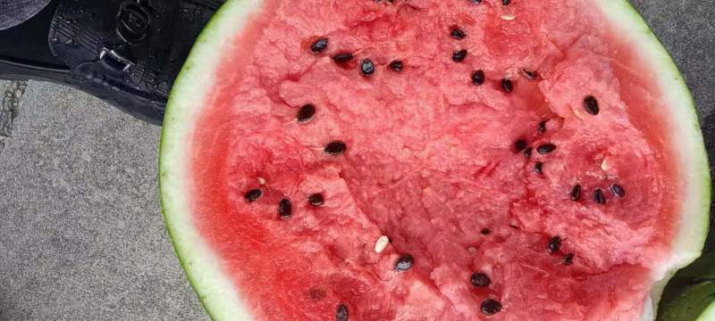 吉林公主岭美都西瓜皮薄肉红现大量上市产地直销