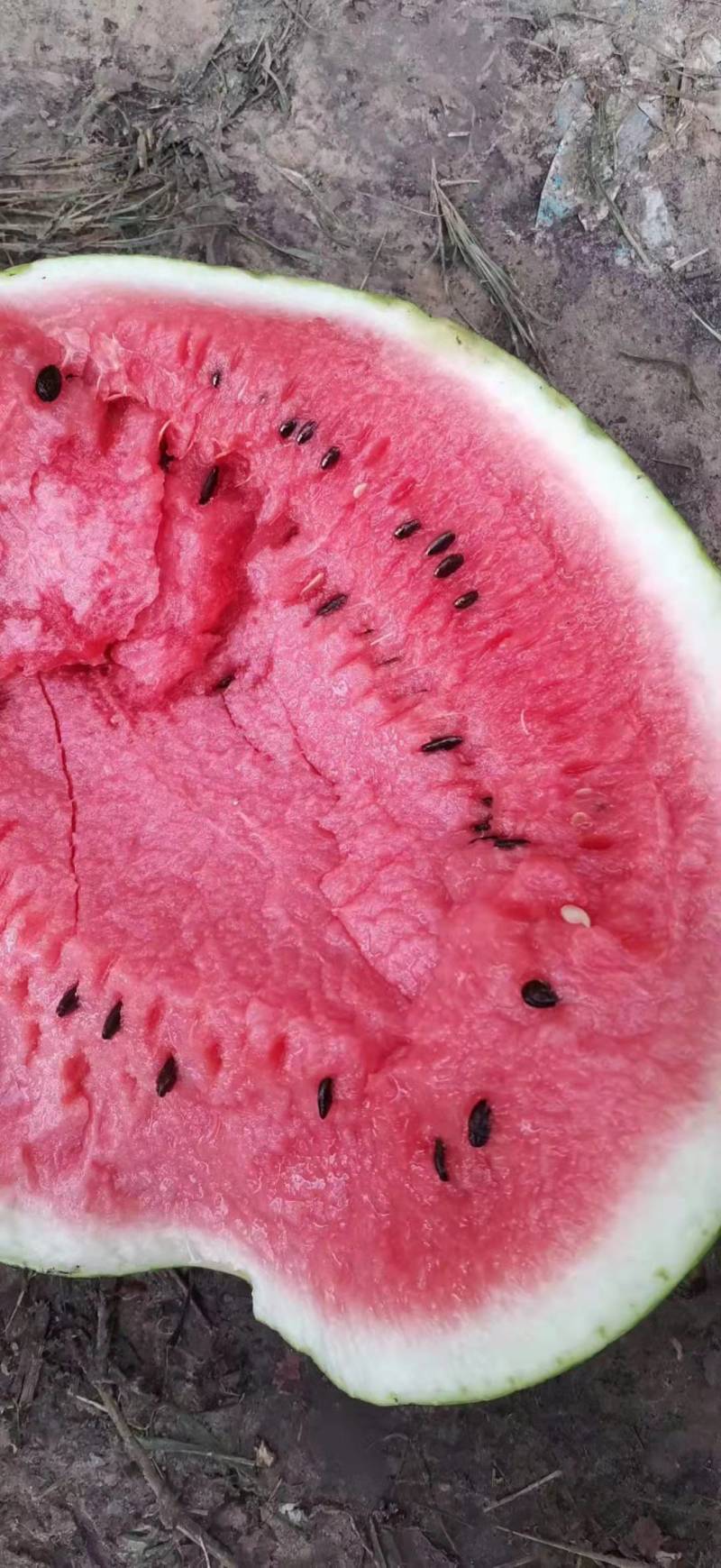 吉林公主岭美都西瓜皮薄肉红现大量上市产地直销