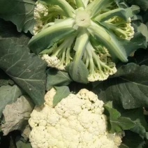 有机花菜苗耐热松花菜苗60天早熟菜花苗65天