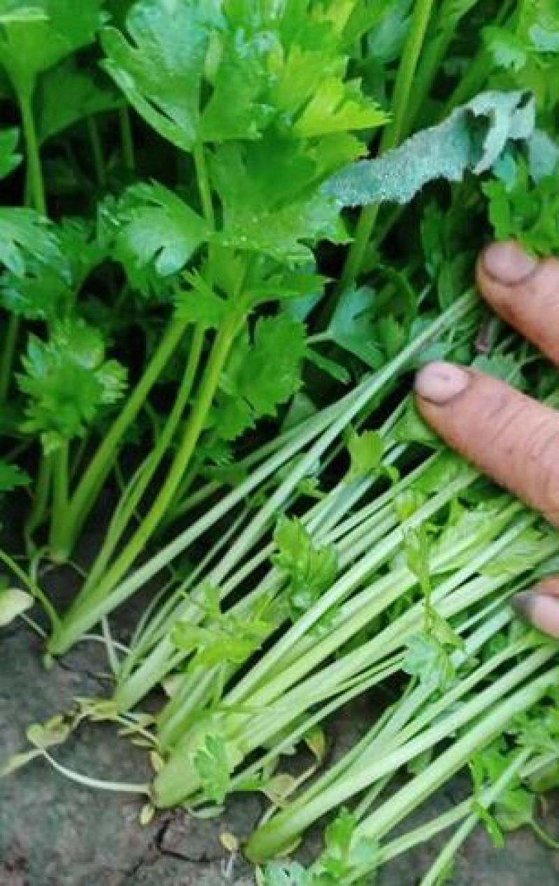 穴盘芹菜苗地拔芹菜苗西芹苗香芹苗土系芹菜苗