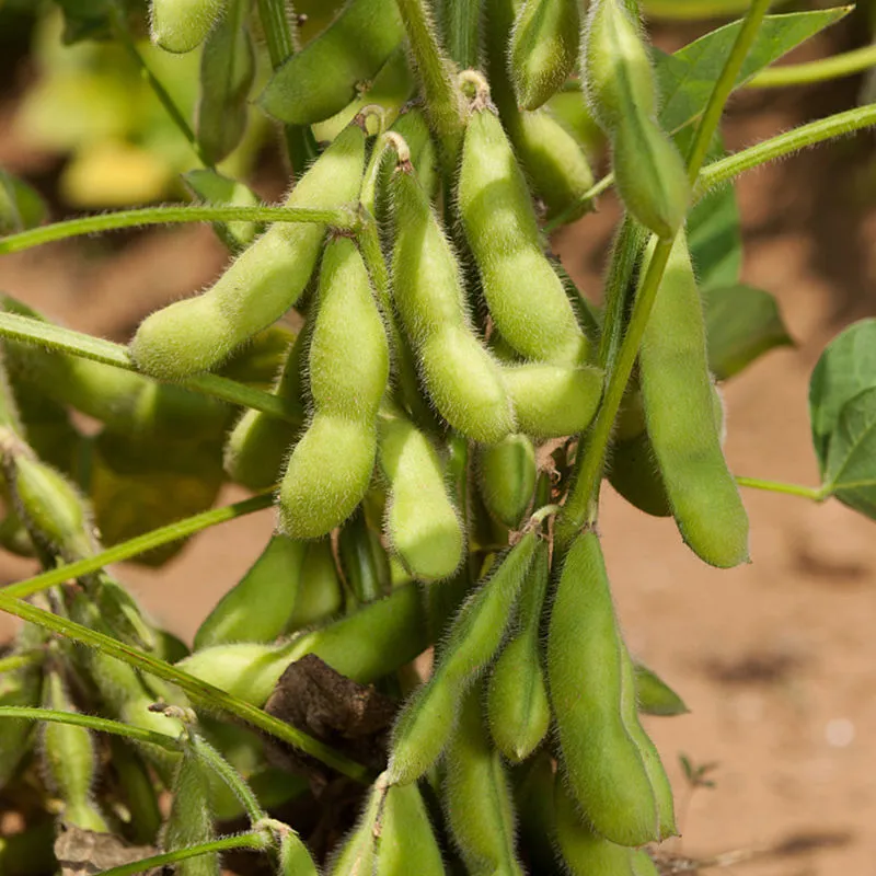 徐州翠绿宝毛豆，基地直供直销，货源稳定，供货全国生鲜市场