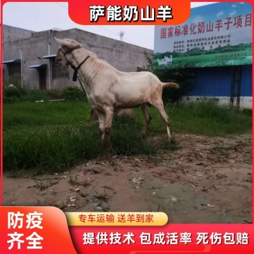 【精品】萨能奶山羊陕西奶山羊厂家直发成活保障提供技术支持