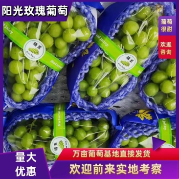 【葡萄批发】河南夏邑阳光玫瑰，大量上市中欢迎新老客
