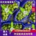 【葡萄批发】河南夏邑阳光玫瑰，大量上市中欢迎新老客